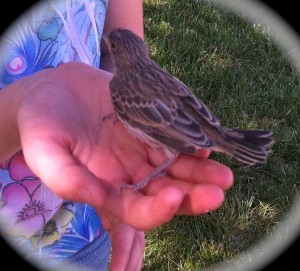 Amber and Baby Bird