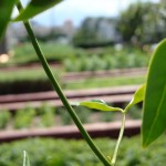 Herbs at the Mission Inn