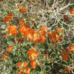 Orange Wildflowers