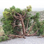 Elijah Tree