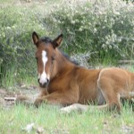 Wild Horse