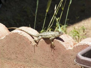 Sunbathing