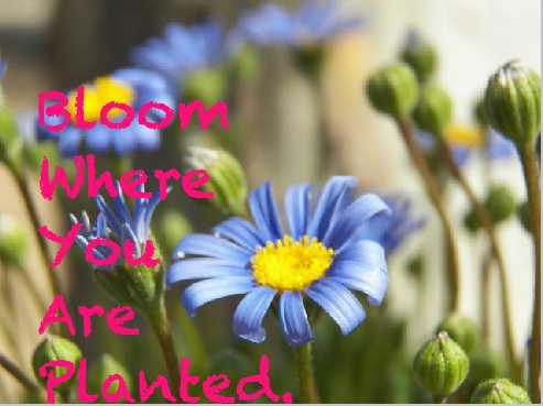 Bloom
