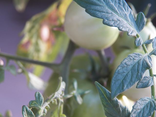 Tomato