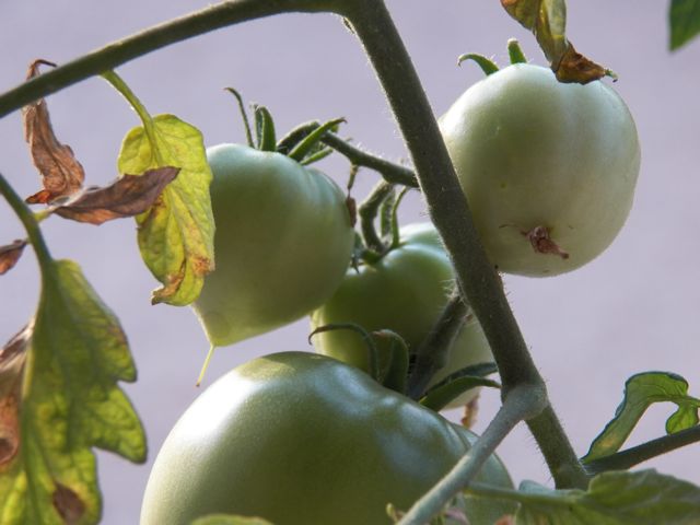 New tomatoes