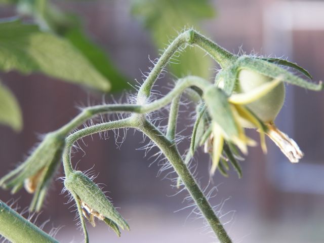 Baby Tomato