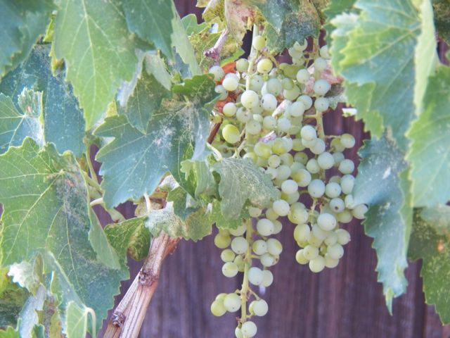 Grapevine