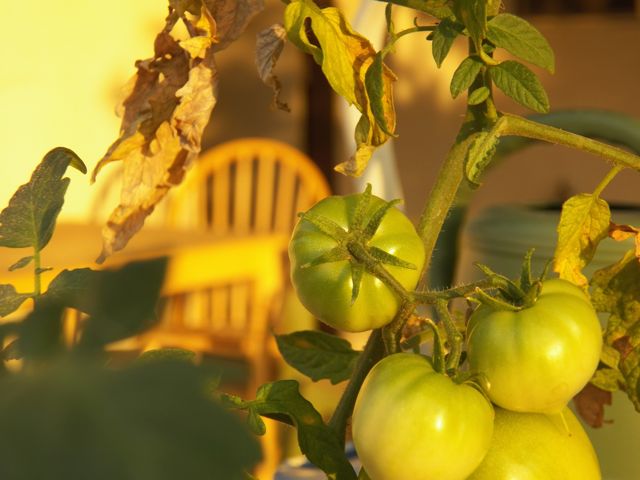 A Sunlit Scene