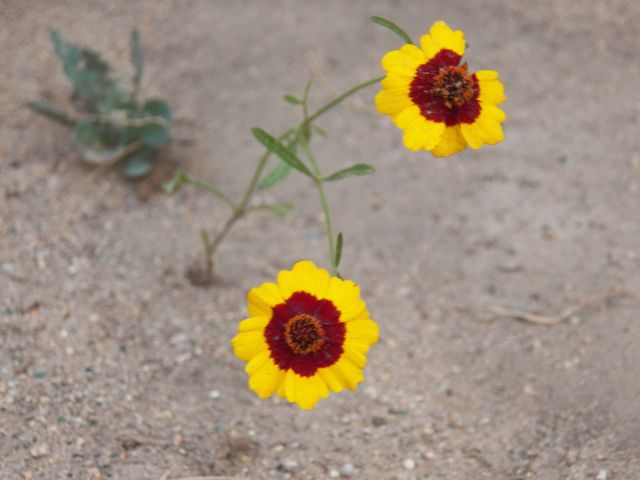 Black-Eyed Susans