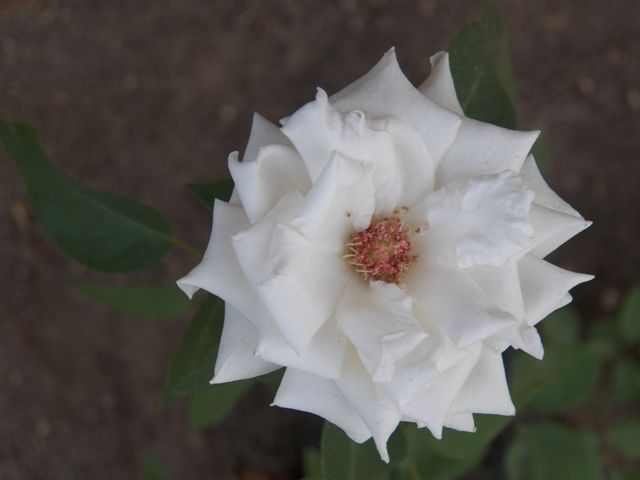 Single White Rose