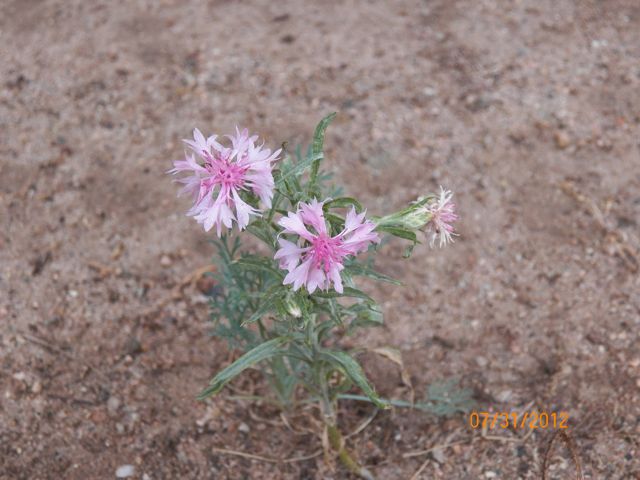 Flowers!