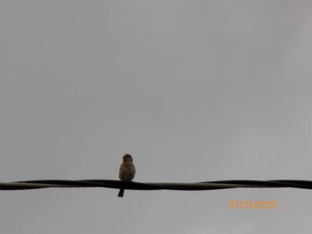 Bird on a Wire
