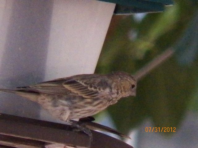 At the Feeder