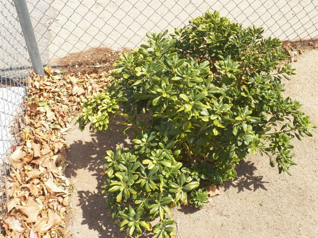 Mock Orange