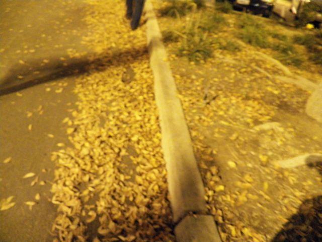 Fallen Leaves to Play In.
