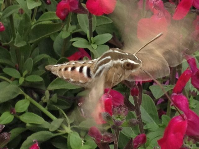 Hummingbird Moth