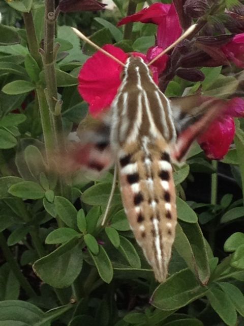 Hummingbird Moth