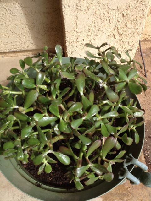 My large jade plant was infected with Powdry Mildew.