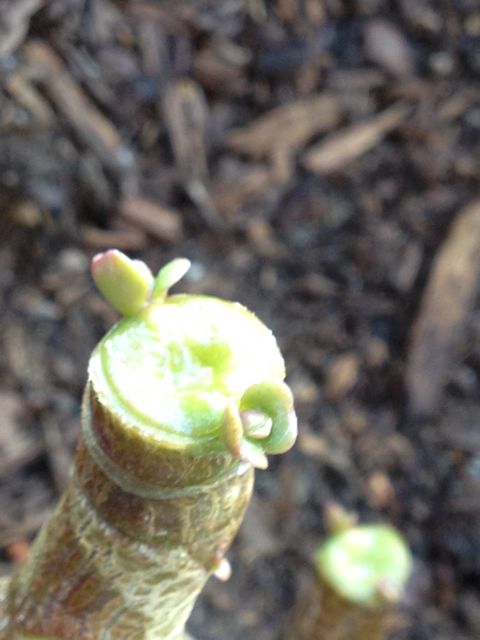 Wonderful new growth on my Jade Plant.
