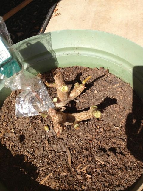 My Poor Pruned Jade Plant had to be cut back to almost nothing.